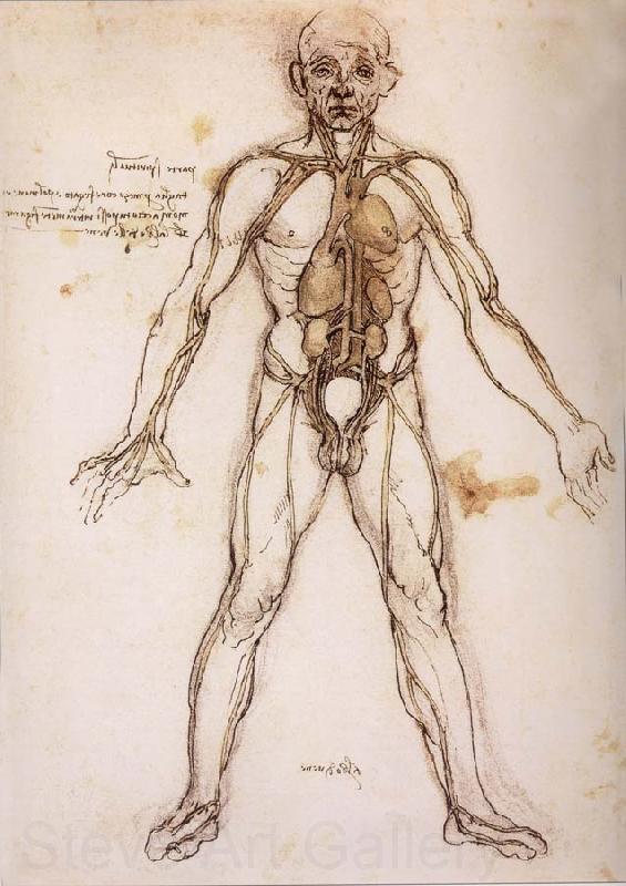 LEONARDO da Vinci You branching of the Blutgefabe, anatomical figure with heart kidneys and Blutgefaben Spain oil painting art